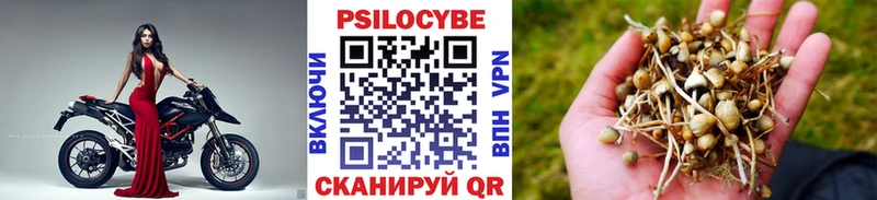 купить   Можга  Псилоцибиновые грибы Cubensis 